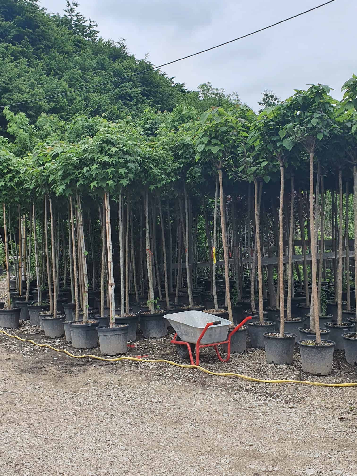 Katalpa 270 cm - imagine 2